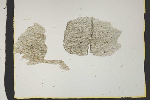 Plane Polarized, S2405