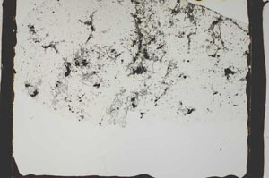 Plane Polarized, S2444