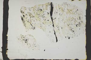 Plane Polarized, S2445