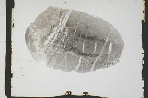 Plane Polarized, S2562