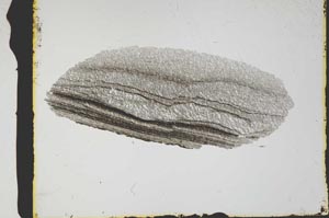 Plane Polarized, S2563