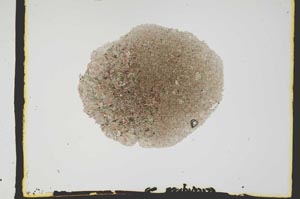 Plane Polarized, S2578