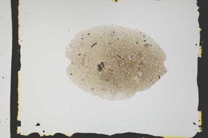 Plane Polarized, S2580