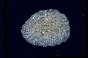 Cross Polarized, S2586