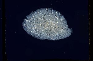 Cross Polarized, S2590