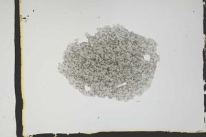 Plane Polarized, S2595