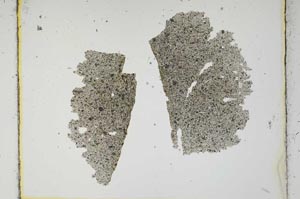 Plane Polarized, S2619