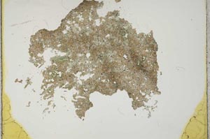 Plane Polarized, S12328