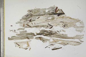 Plane Polarized, S12364