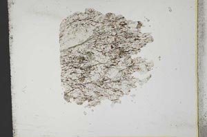 Plane Polarized, S12366