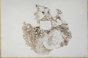 Plane Polarized, S12381