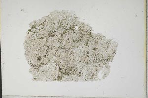 Plane Polarized, S12382