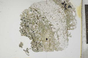 Plane Polarized, S12411