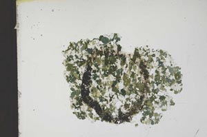 Plane Polarized, S12412