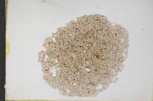 Plane Polarized, S12427