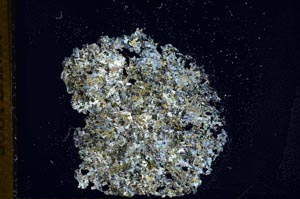 Cross Polarized, S12431