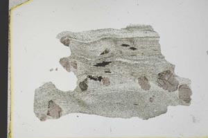 Plane Polarized, S12451
