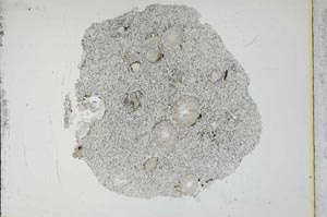 Plane Polarized, S12454