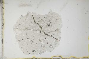 Plane Polarized, S12492