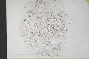 Plane Polarized, S12541