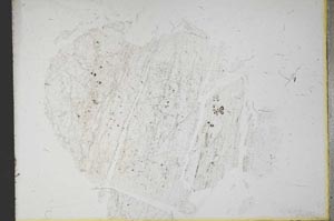 Plane Polarized, S12543