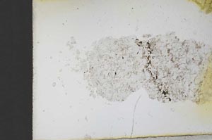 Plane Polarized, S12547
