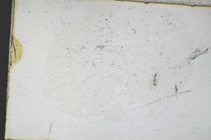 Plane Polarized, S12555