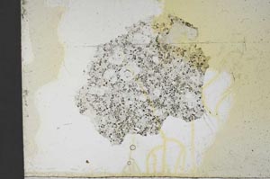 Plane Polarized, S12563