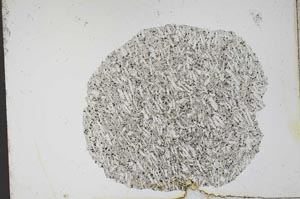 Plane Polarized, S12573