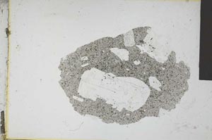 Plane Polarized, S12586