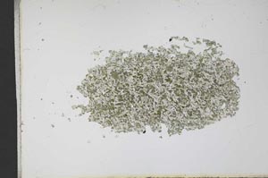 Plane Polarized, S12588