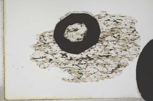 Plane Polarized, S12595