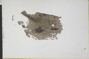 Plane Polarized, S12621