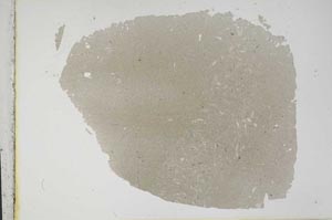 Plane Polarized, S12622