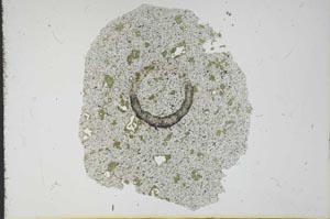 Plane Polarized, S12626