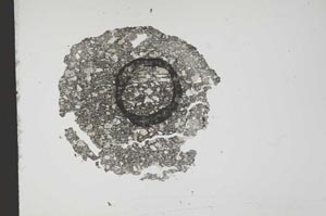 Plane Polarized, S12632
