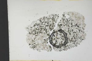 Plane Polarized, S12633