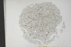 Plane Polarized, S12637