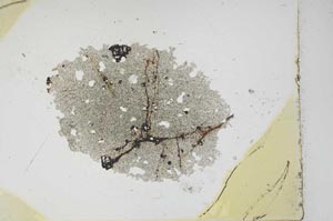Plane Polarized, S12657
