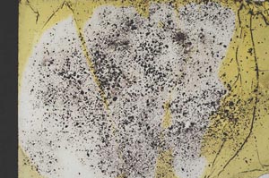 Plane Polarized, S12658