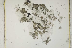 Plane Polarized, S2647