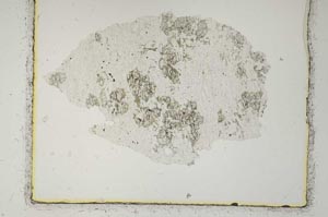 Plane Polarized, S2648