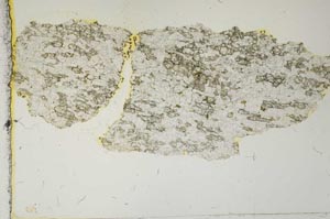 Plane Polarized, S2649