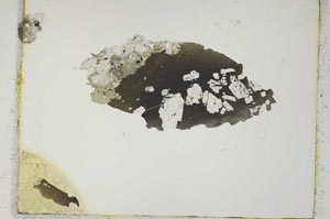 Plane Polarized, S2654/a