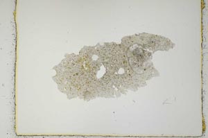 Plane Polarized, S2669