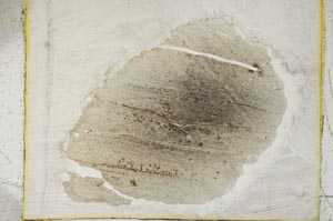 Plane Polarized, S2684