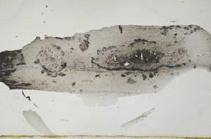 Plane Polarized, S2686