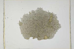 Plane Polarized, S2702