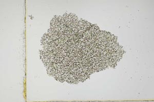 Plane Polarized, S2706