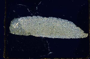 Cross Polarized, S2708